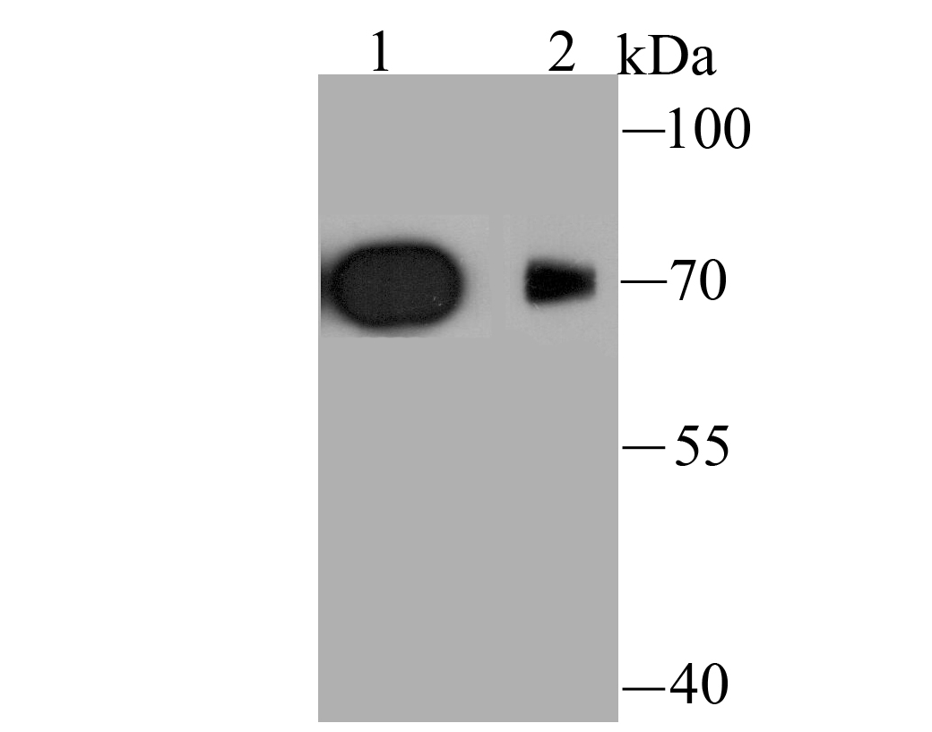 Kv1.4 Antibody