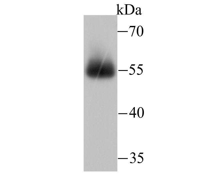 miRFP703 Antibody