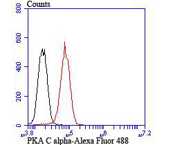 PKA C alpha Antibody