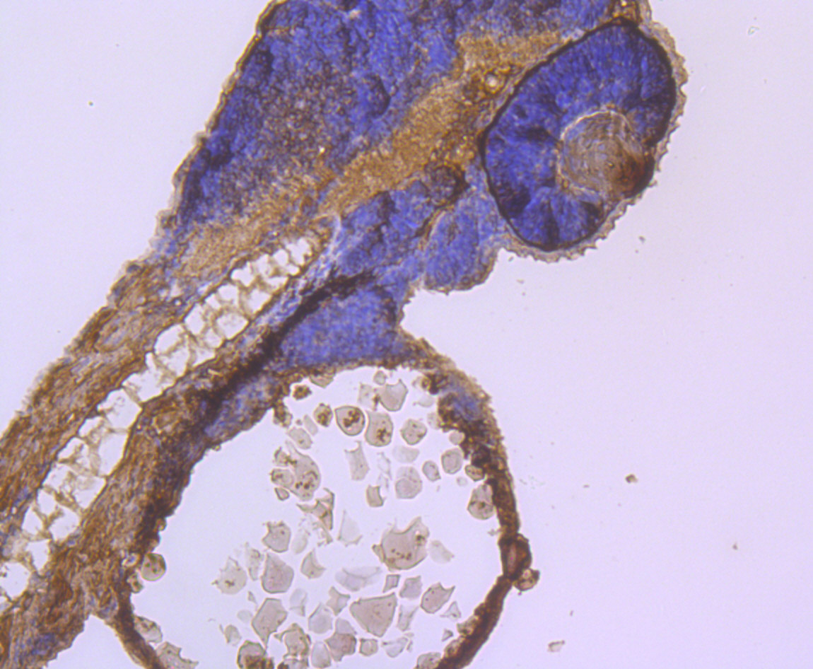 IL-7R-alpha Antibody