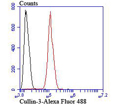 Cullin-3 Antibody