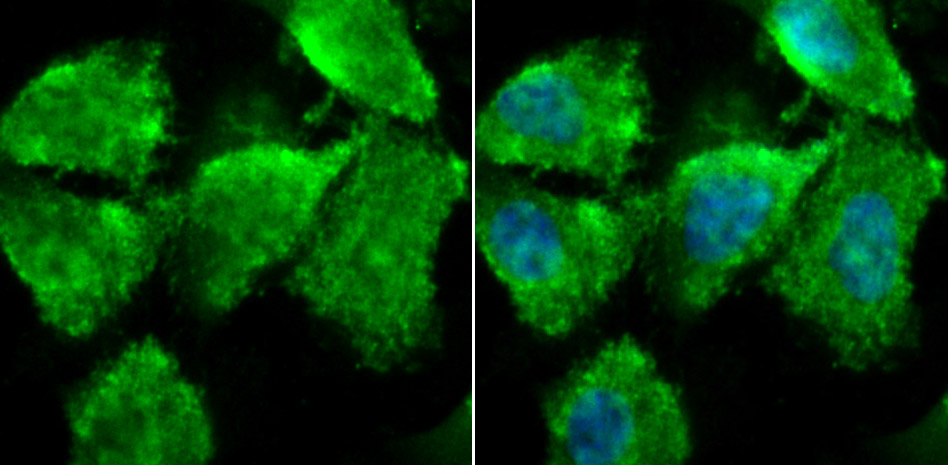 ZBTB48 Antibody