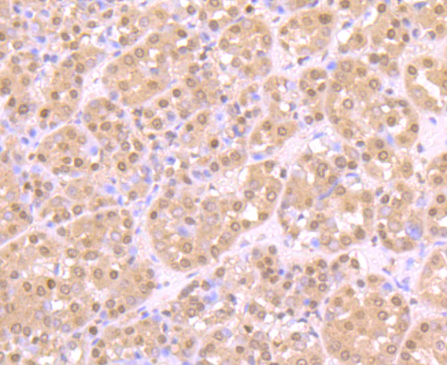 ZBTB48 Antibody