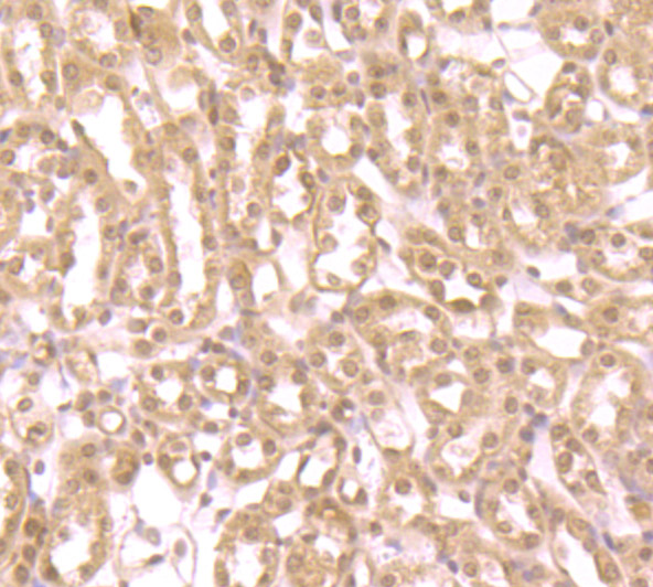 ZBTB48 Antibody