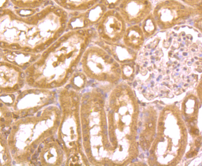 ZBTB48 Antibody