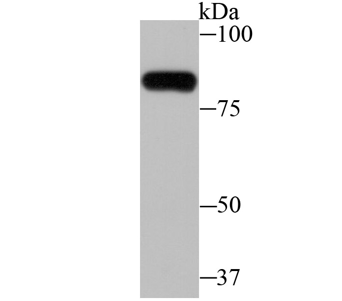 ZBTB48 Antibody