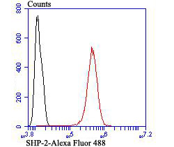 SHP-2 Antibody