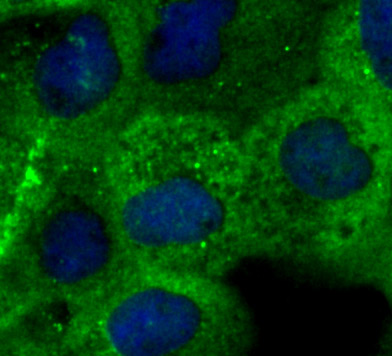 SHP-2 Antibody