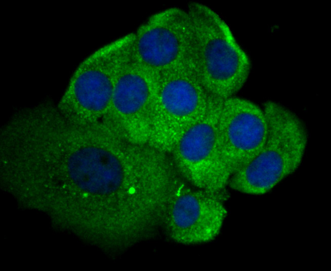 SHP-2 Antibody