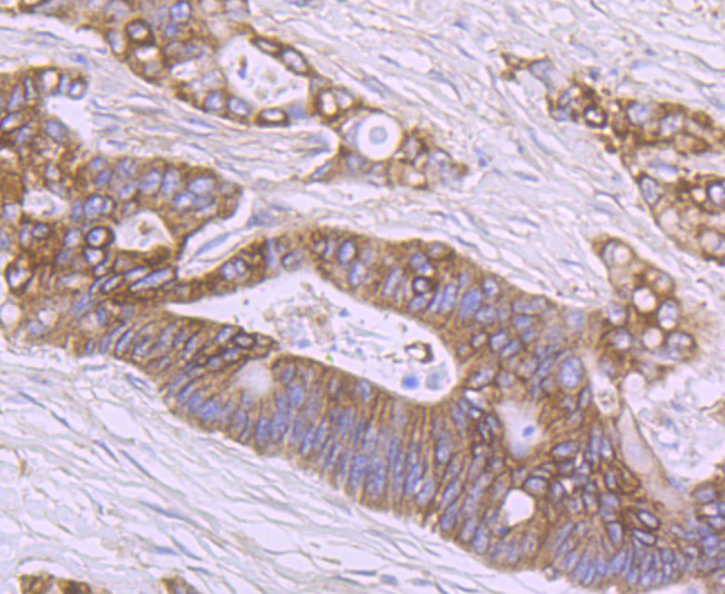 SHP-2 Antibody