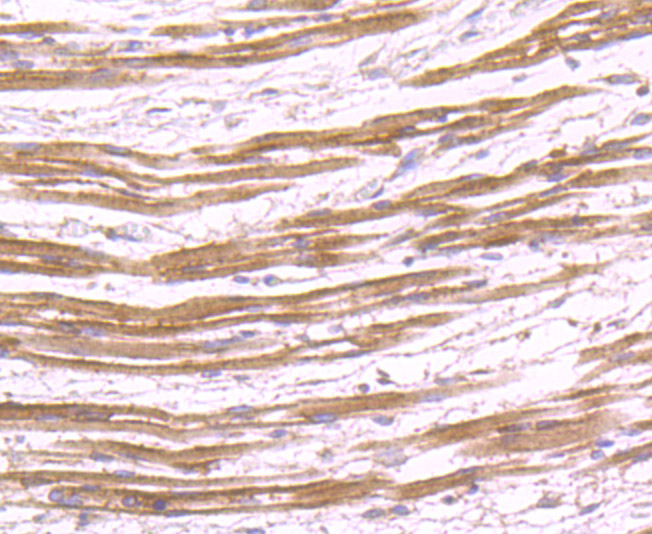 SHP-2 Antibody