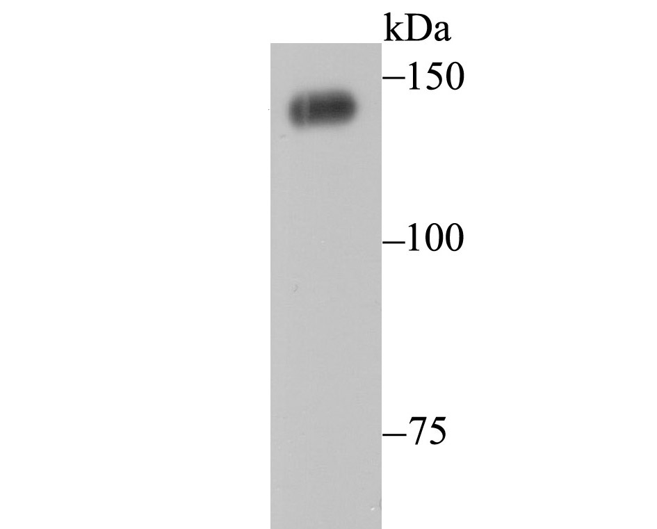 PFAS Antibody