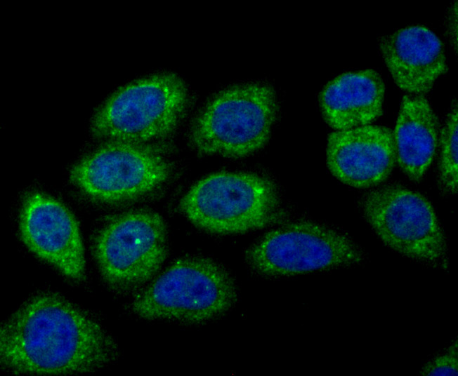 DOCK4 Antibody