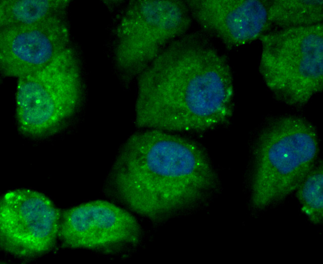 DOCK4 Antibody