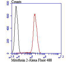 Mitofusin 2 Antibody