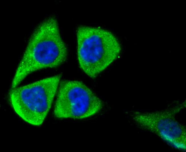 Mitofusin 2 Antibody