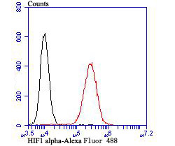 HIF1 alpha Antibody