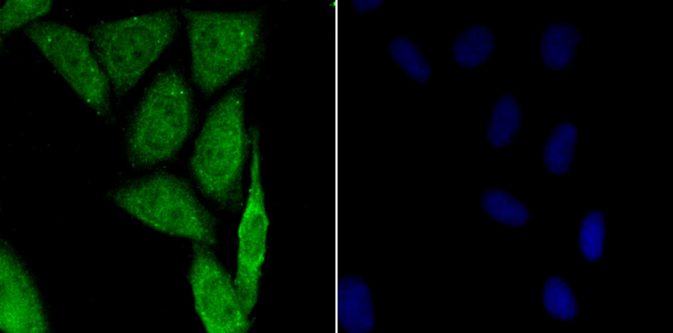 HIF1 alpha Antibody