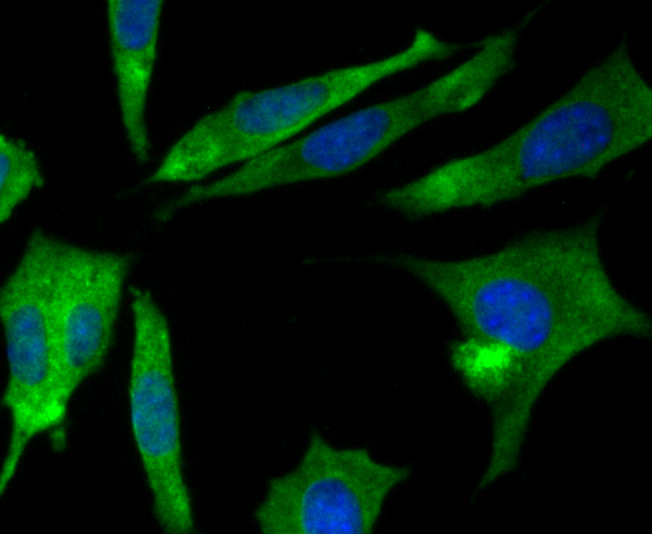 CRMP2 Antibody