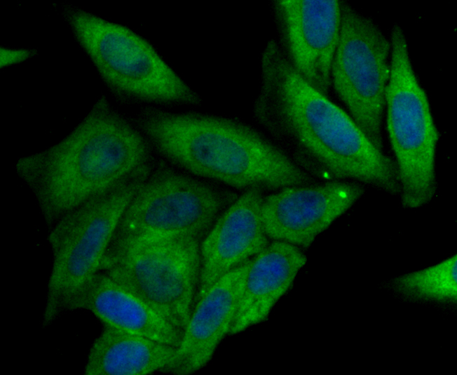 CRMP2 Antibody