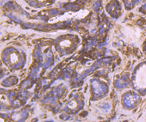 CRMP2 Antibody