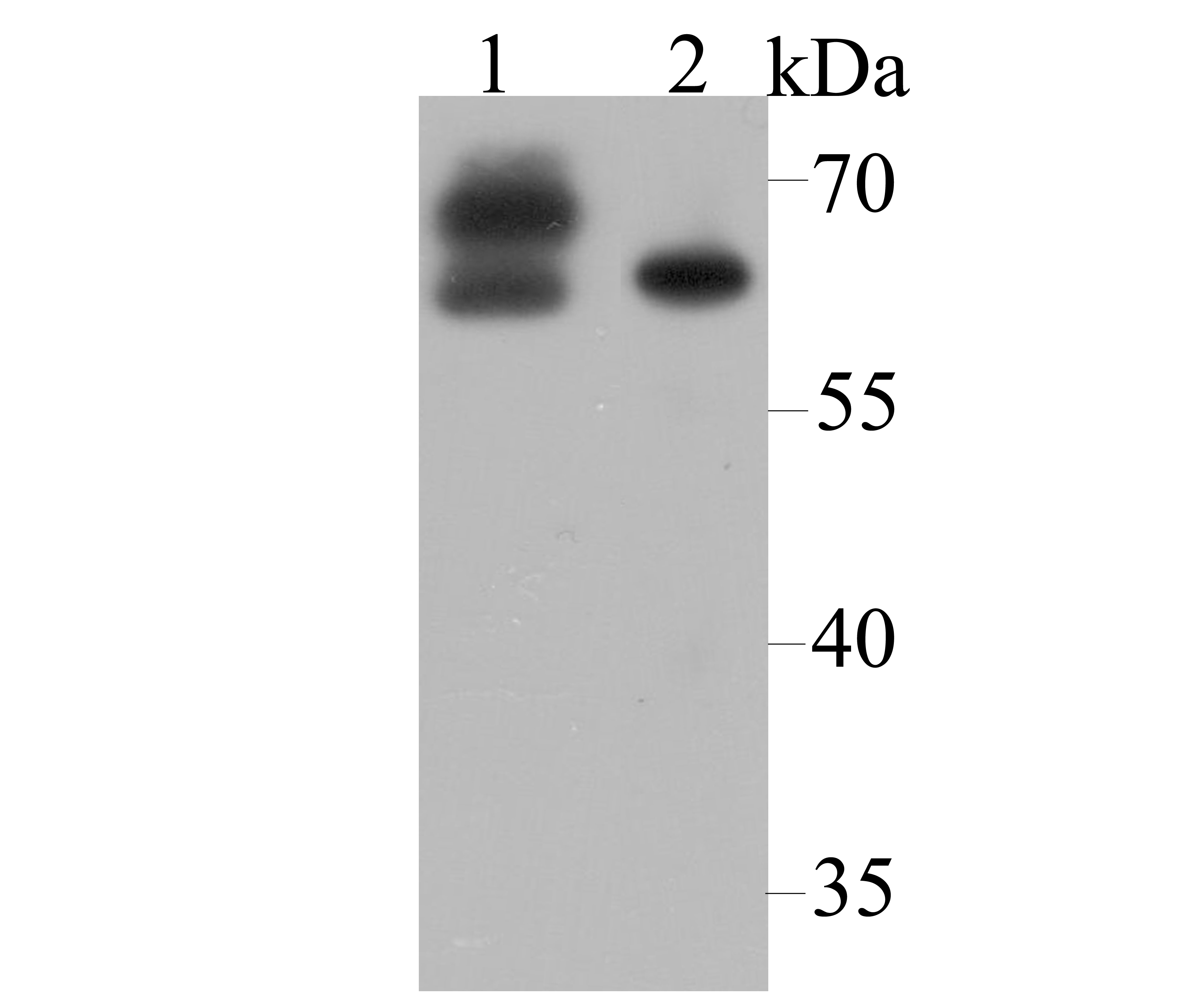 CRMP2 Antibody