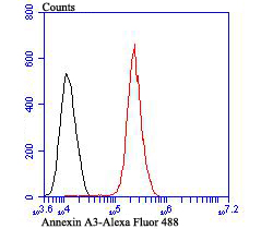 Annexin A3 Antibody