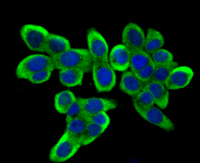 DIAPH3 Antibody