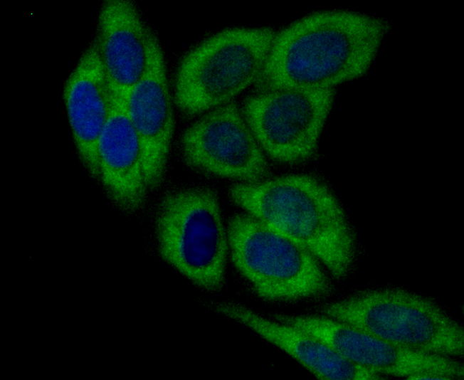 DIAPH3 Antibody