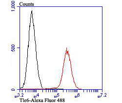 Tle6 Antibody