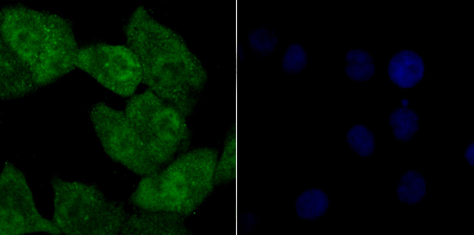 Tle6 Antibody