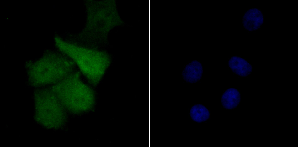 Tle6 Antibody