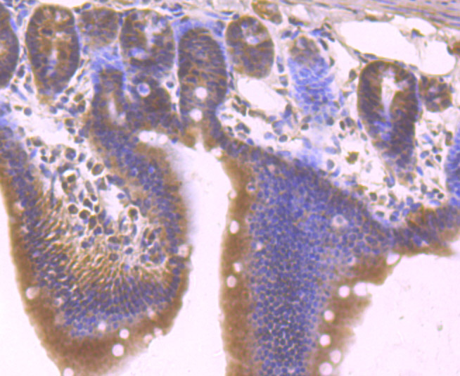 Tle6 Antibody