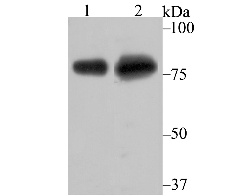 Tle6 Antibody