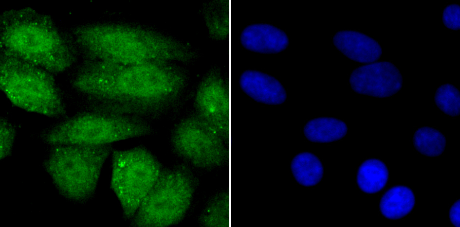 SHP-1 Antibody