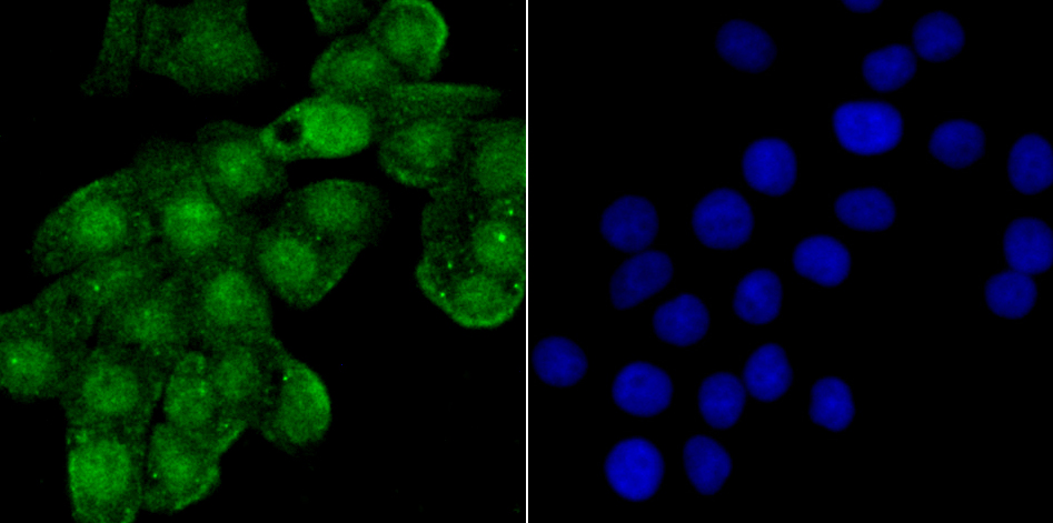 SHP-1 Antibody