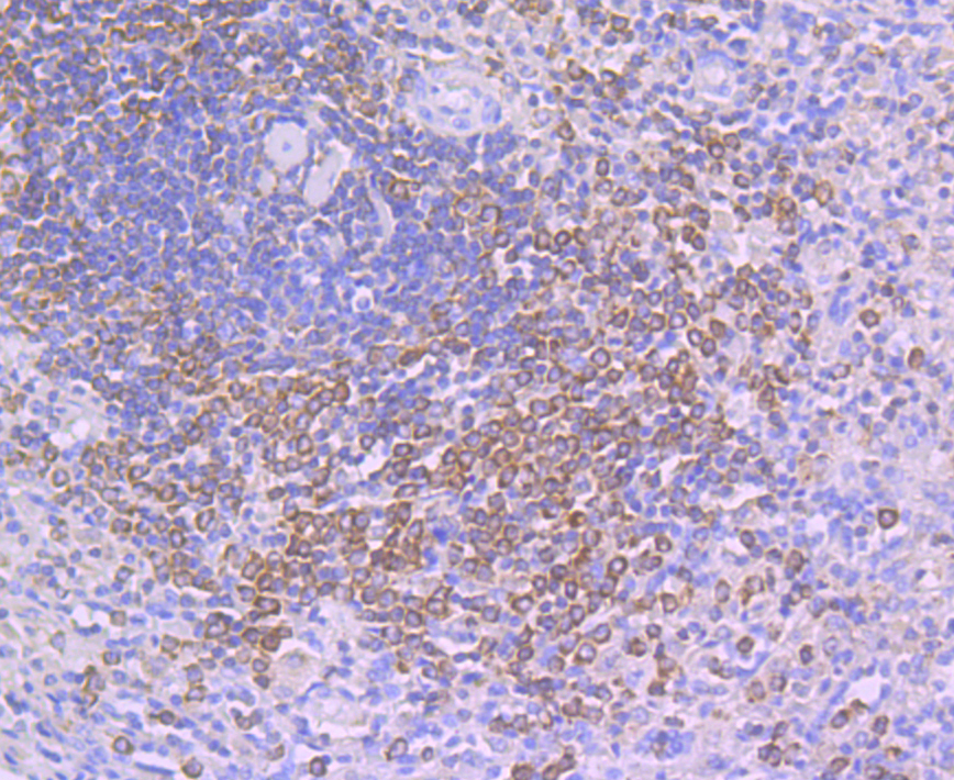 SHP-1 Antibody