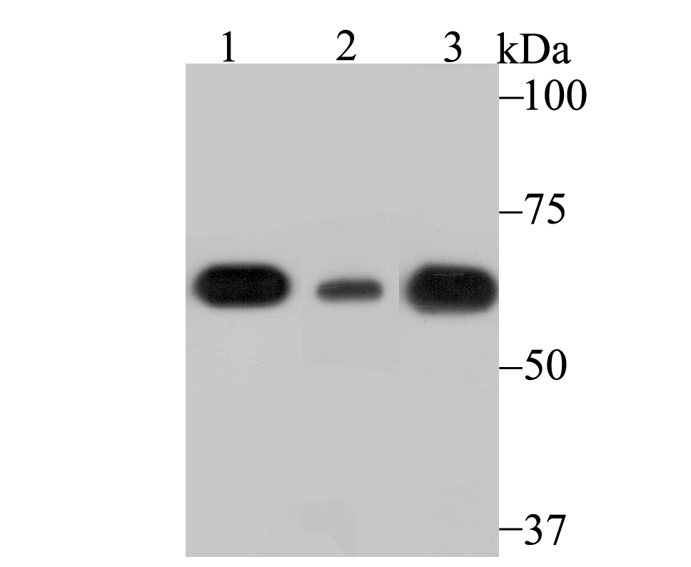 SHP-1 Antibody