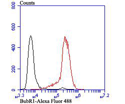 BubR1 Antibody