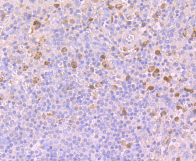 BubR1 Antibody