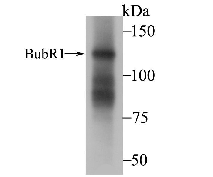 BubR1 Antibody