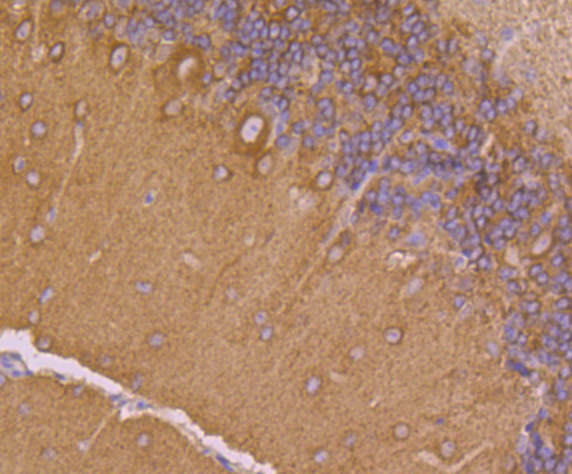 Dynamin 1 Antibody