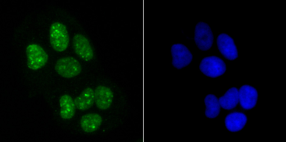 Histone H3.1 Antibody