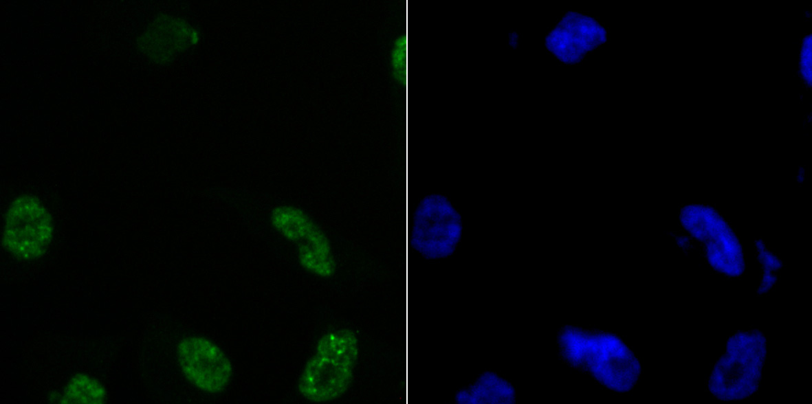 Histone H3.1 Antibody