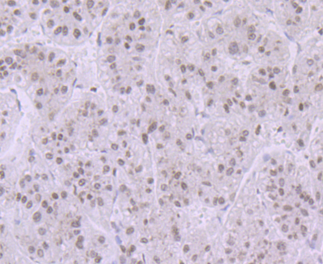 Histone H3.1 Antibody