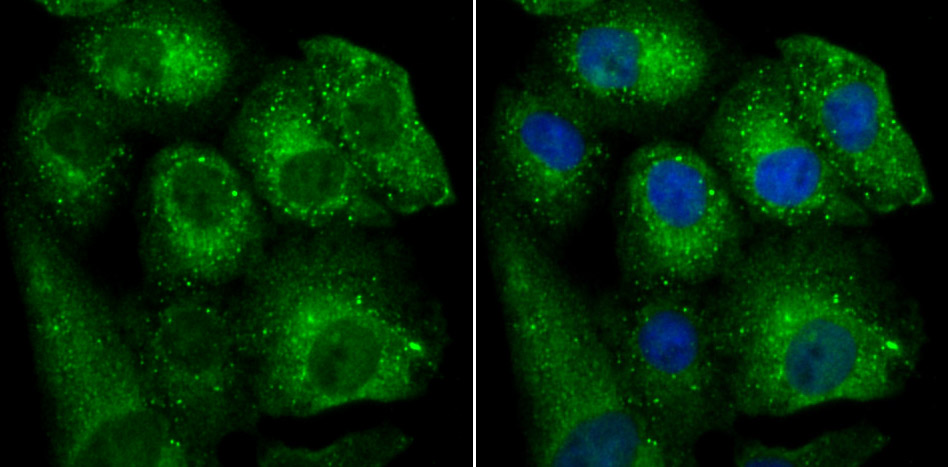 BHLHB9 Antibody