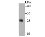 Enterotoxin A Antibody