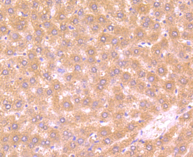 FBXL18 Antibody