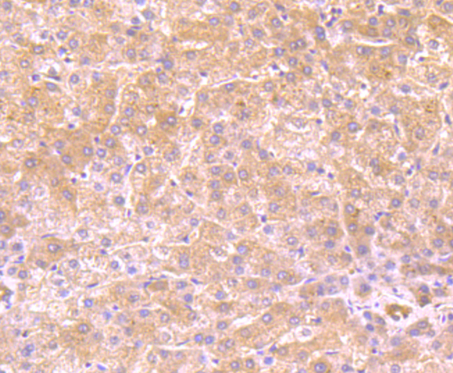 FBXL18 Antibody