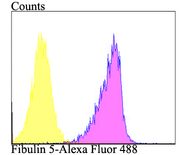 Fibulin 5 Antibody